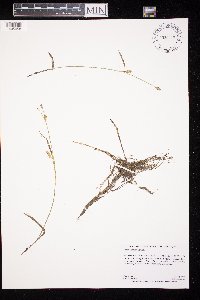 Carex tetanica image