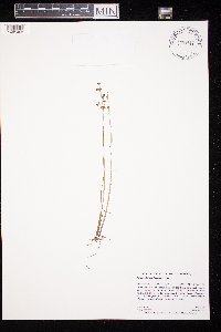 Juncus alpinoarticulatus image