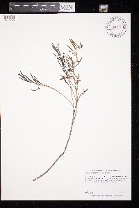 Andromeda polifolia image