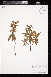 Rhododendron groenlandicum image