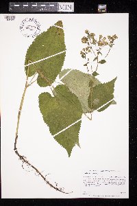 Eurybia macrophylla image