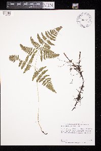 Gymnocarpium dryopteris image