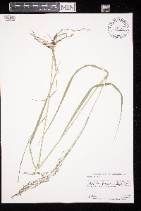 Panicum virgatum image