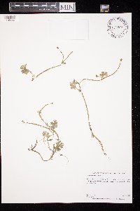 Ranunculus gmelinii image