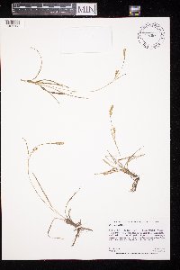 Carex meadii image