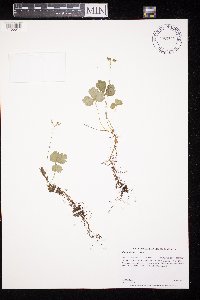 Coptis trifolia image