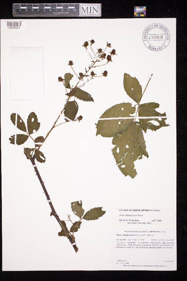 Rubus allegheniensis image