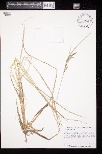 Carex aquatilis image