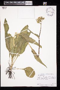 Senecio integerrimus image