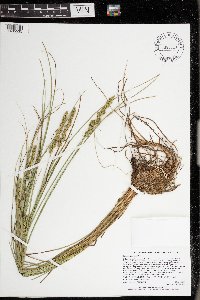 Carex vulpinoidea image