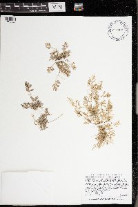 Eragrostis hypnoides image