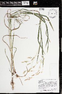 Bromus ciliatus image