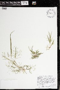 Panicum philadelphicum image