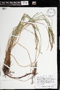 Carex stricta image