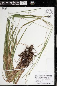 Carex gracillima image