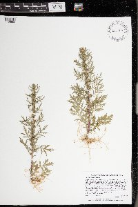 Artemisia biennis image