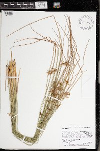 Juncus filiformis image