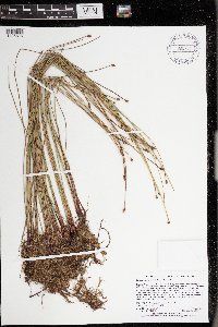 Eleocharis palustris image