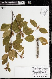 Betula alleghaniensis image