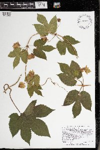 Humulus lupulus image