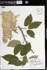 Betula alleghaniensis image