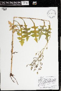 Lactuca canadensis image