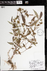 Bidens connata image