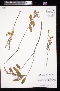 Chamaedaphne calyculata image