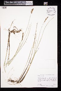 Carex prairea image