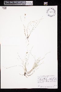 Carex gynocrates image