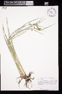 Carex magellanica image