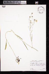 Crepis runcinata image