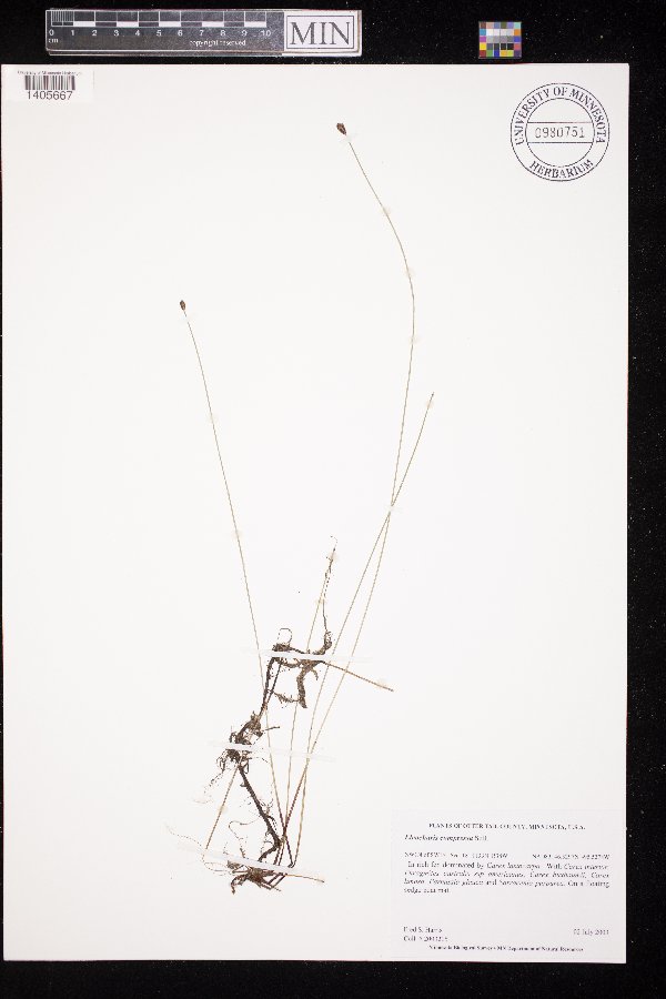 Eleocharis compressa image