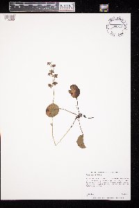 Pyrola asarifolia image