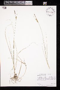 Carex livida image