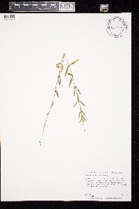 Epilobium densum image