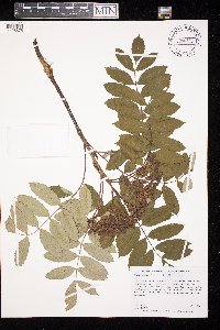 Sorbus decora image