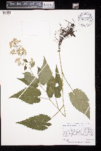 Symphyotrichum cordifolium image