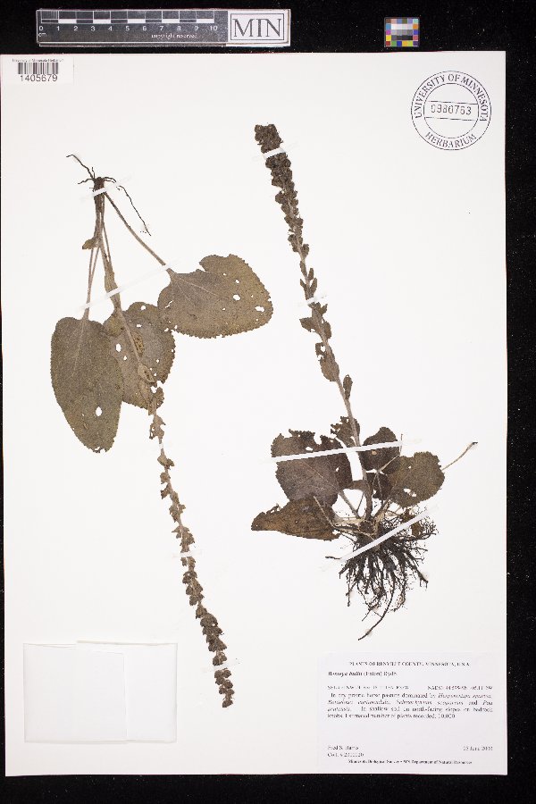 Synthyris bullii image