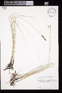 Carex praegracilis image