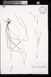 Carex meadii image