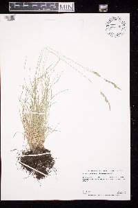 Festuca saximontana var. saximontana image