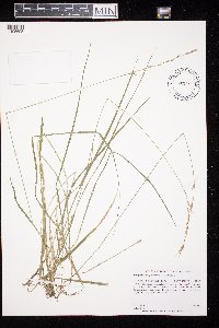 Schizachne purpurascens image