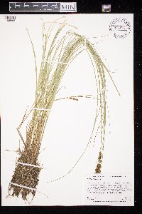 Carex prairea image