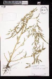 Amaranthus albus image