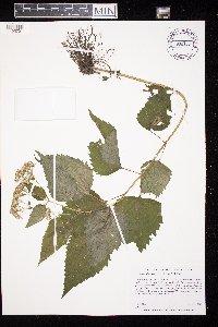 Ageratina altissima image