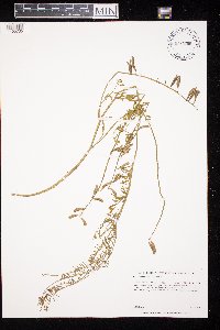 Astragalus flexuosus image