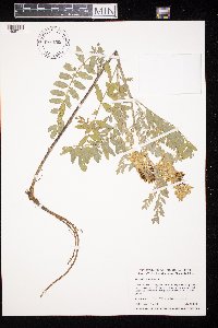 Astragalus canadensis image