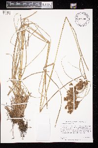 Scirpus cyperinus image