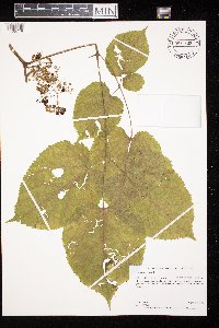 Aralia racemosa image